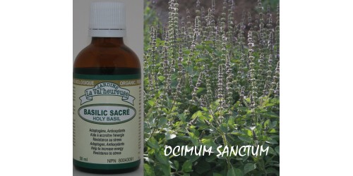 HOLY BASIL, TULSI, Organic tincture, (Ocimum sanctum)